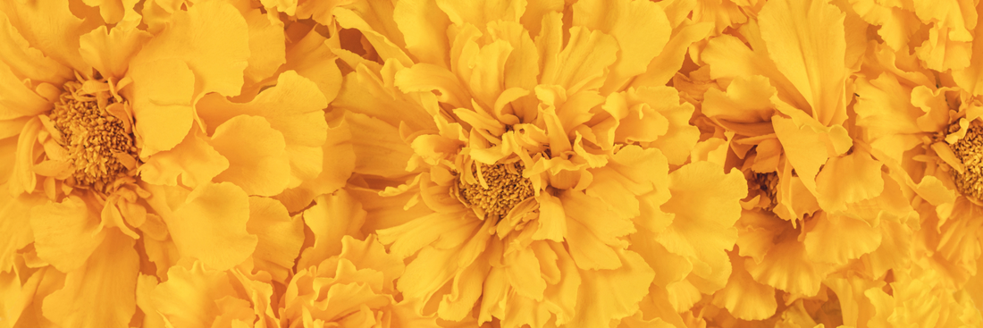 close up of bright yellow blooms with nothing else