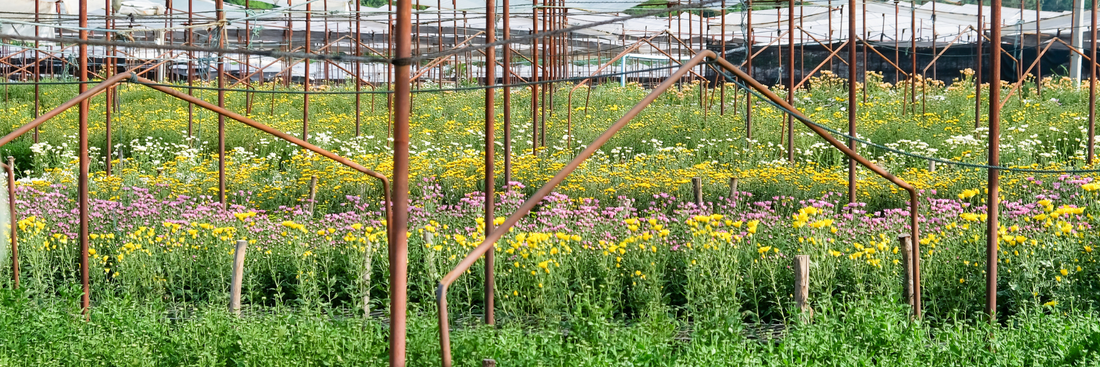 A ‘Great Day Out’ at The Flower Farm with Blair Allsopp