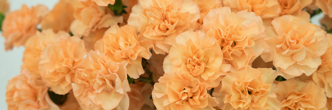 close up image of orange carnations