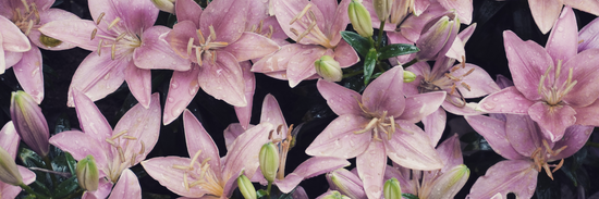 wide image of pink lilies against a black background for how to use lilies in bouquets