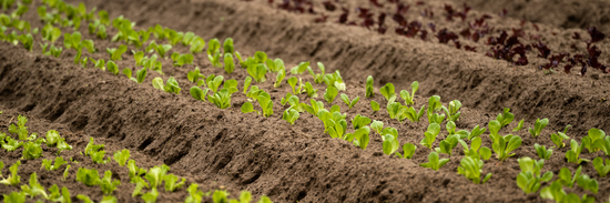 rows of flower seedlings growing in rich Brisbane flower farm dirt