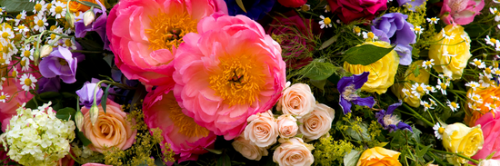 extreme close up of all kinds of blooms to answer what are the best flowers for sympathy in multicoloured hues with two bright pink in the middle