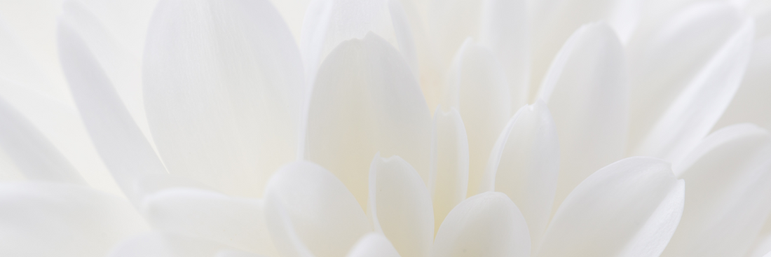 close up of white flower petals for white flower bouquet
