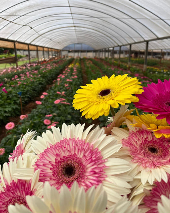 Gerbera Mix Bunch