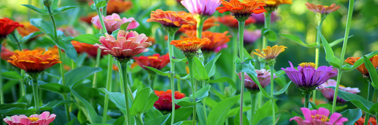 The 12 Most Popular Flowers for Giving