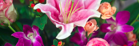 How to Care for Cut Flowers