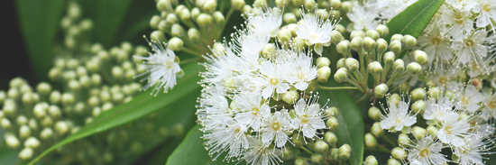 white feathery flowers with green leaves and green buds for Australian native birth month flowers