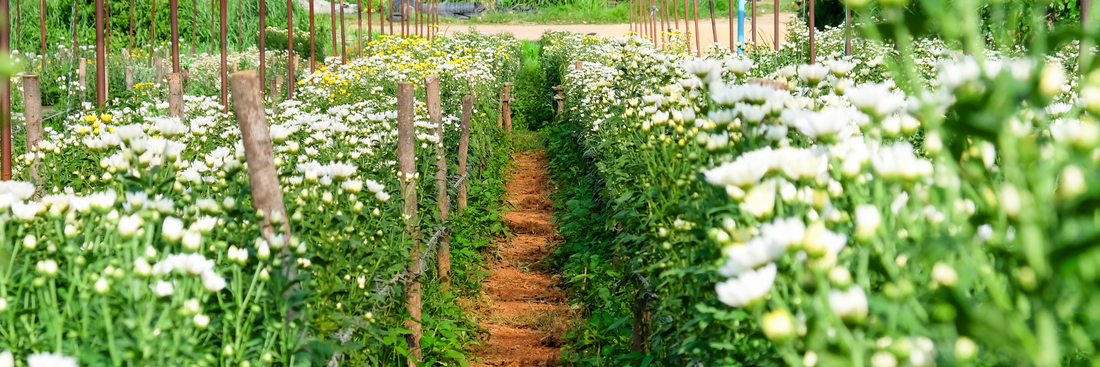 Image of The Flower Farm with a path through white blooms
