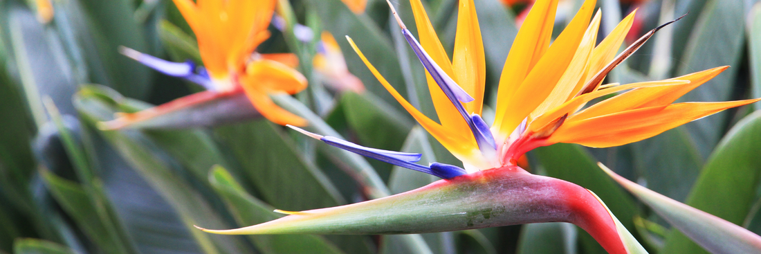 close up of a bird of paradise growing with bright orange, purple, pink and green colours