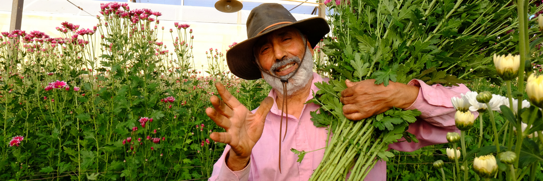 Our farmer on our Birkdale flower farm carrying flowers through the field