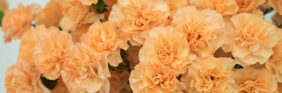close up image of orange carnations