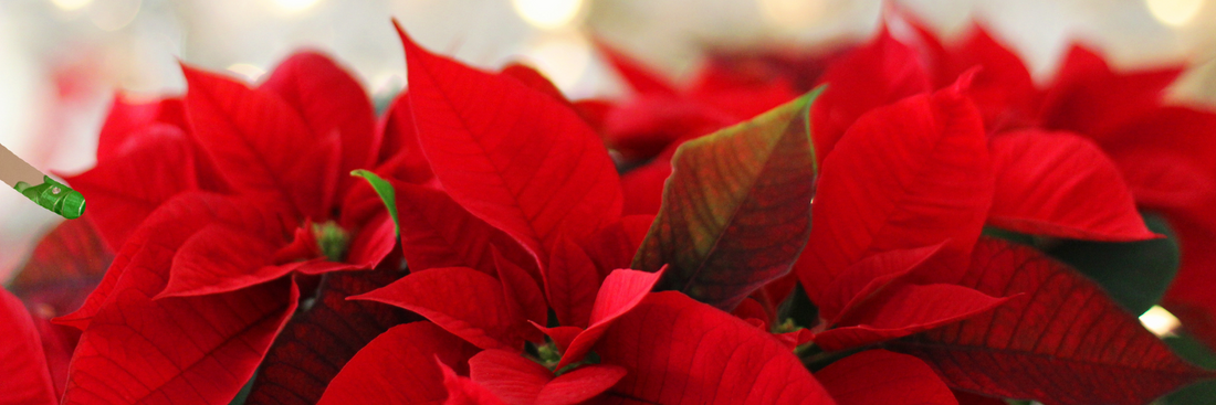 image of red poinsettia Christmas flowers 