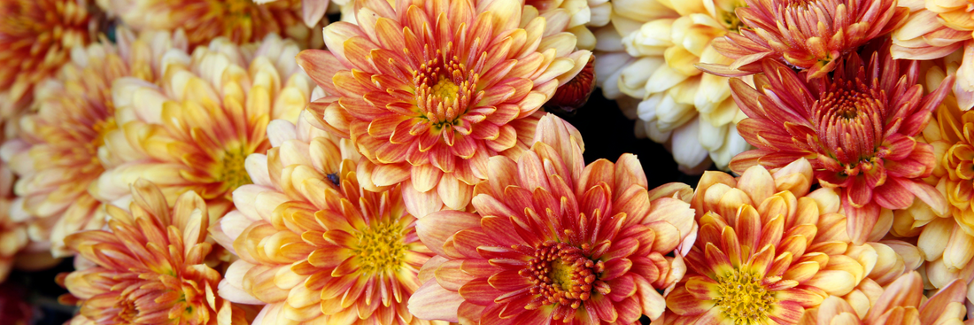 close up of orange chrysanthemum flowers