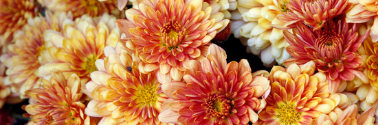 close up of orange chrysanthemum flowers