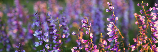 field of delphiniums in purple and pink for Cleveland florist 
