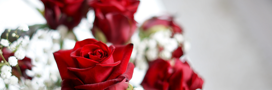 red cut roses and white smaller flowers with one red rose in sharp relief and the others blurred in the background against a grey background