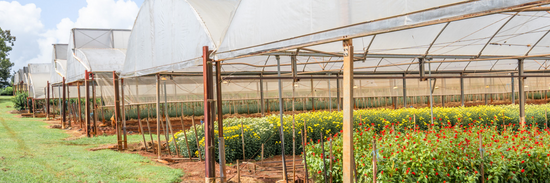 image of the flower farm fields with sun protection overhead and a green grassy verge