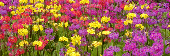 image of a field of yellow, red and purple flowers for flower meanings