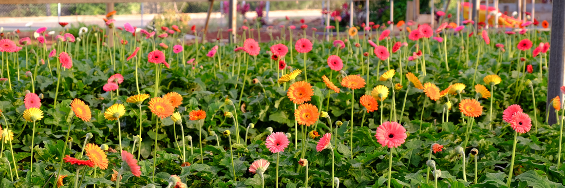 image of a farm field of multicoloured blooms for flowers across brisbane