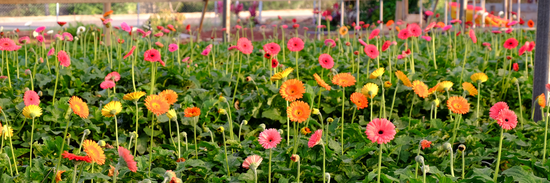 image of a farm field of multicoloured blooms for flowers across brisbane