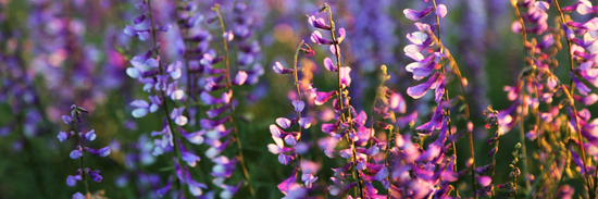 field of multicoloured snapdragons for flowers brisbane