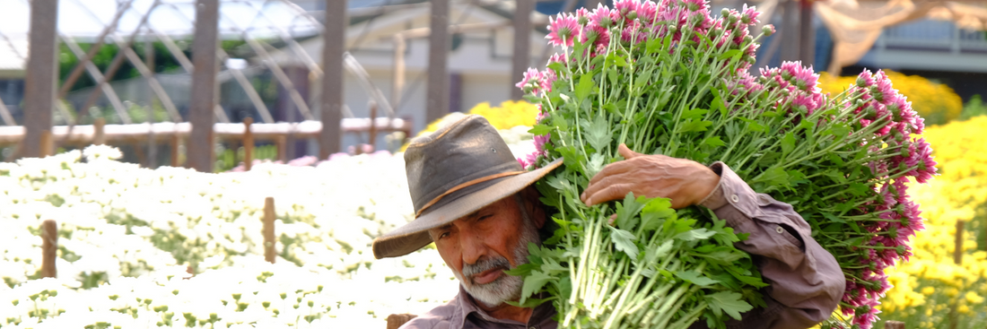 image of flower farmer carrying large sheath of fresh cut flowers across the flower fields