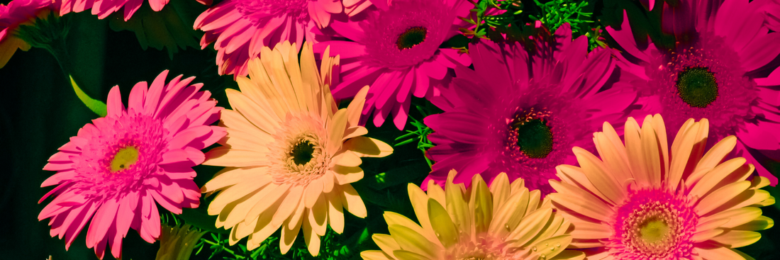 close up of yellow, pink and hot pink gerbera daisies clustered together
