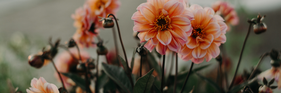 close up of pink chrysanthemums growing in a field for mothers day flower delivery