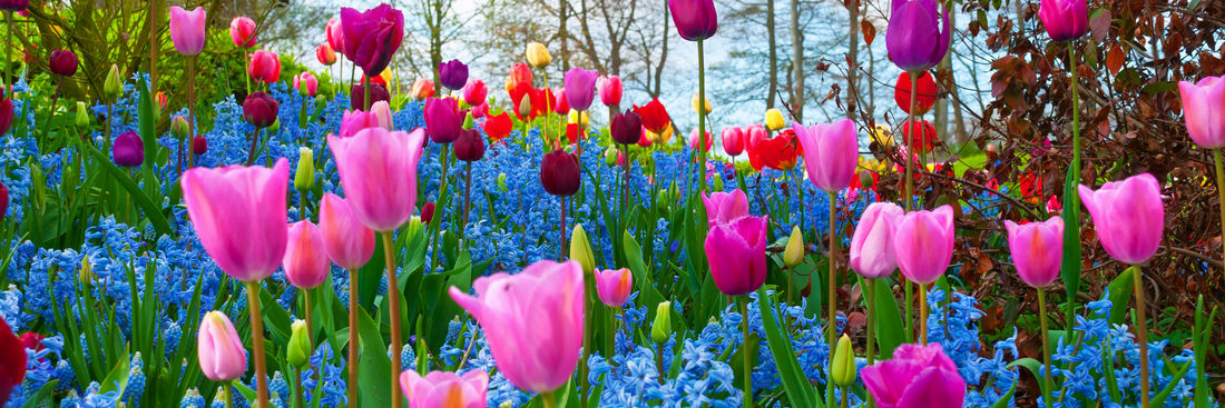 pink, red, purple and yellow tulips growing in a field among blue flowers with trees in the background
