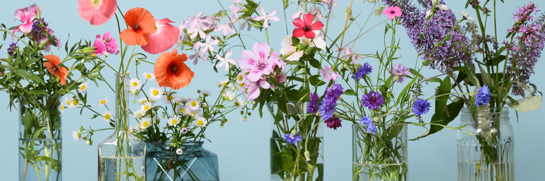 various blooms in multicolour hues in glass vases across the image with a light blue background for what do you add to the water for cut flowers