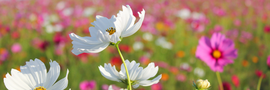 Image of white and pink blooms for blog when to send flowers Brisbane edition