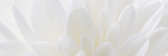 close up of white flower petals for white flower bouquet