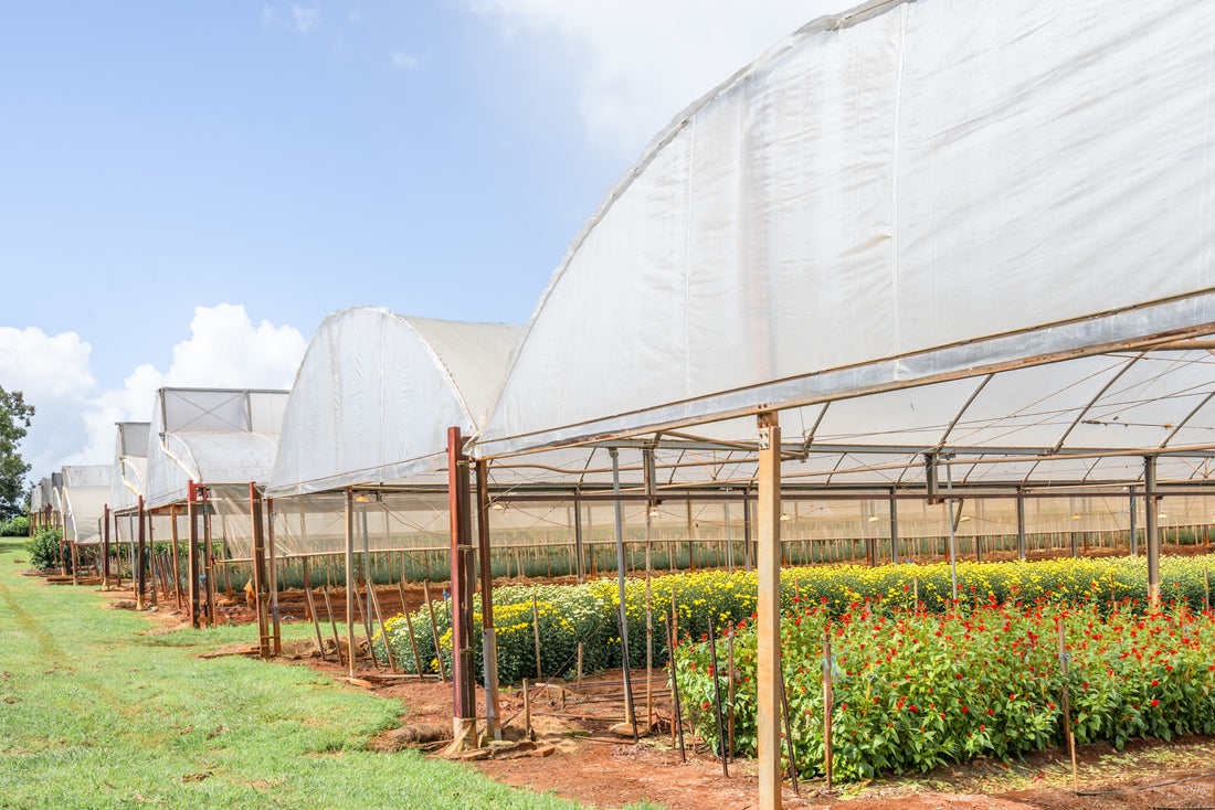 Flower Delivery Florist deliver Brisbane, Birkdale, Wellington Point