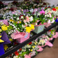 Mother’s Day Posy Arrangement (9th May - 11th May)